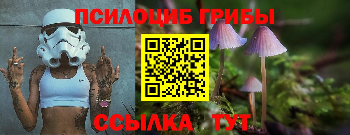 где купить наркоту  Галлюциногенные грибы Cubensis  Ахтубинск  Вход с VPN  Псилоцибиновые грибы Psilocybe 